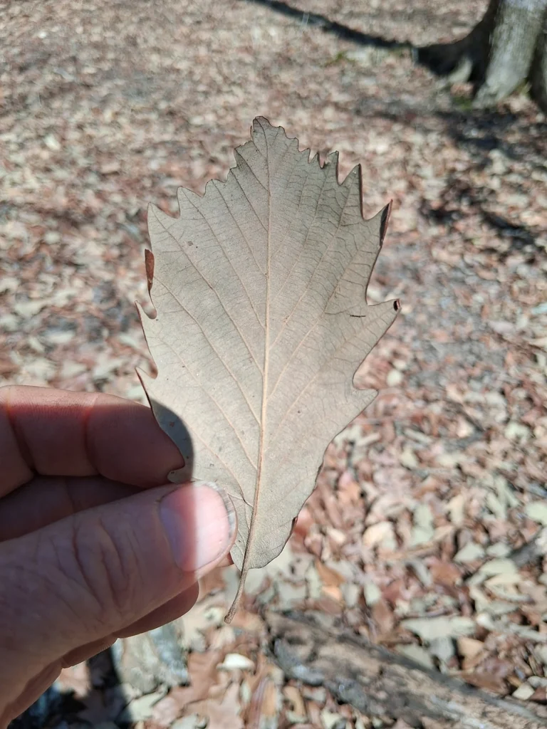 Quercus Michauxii