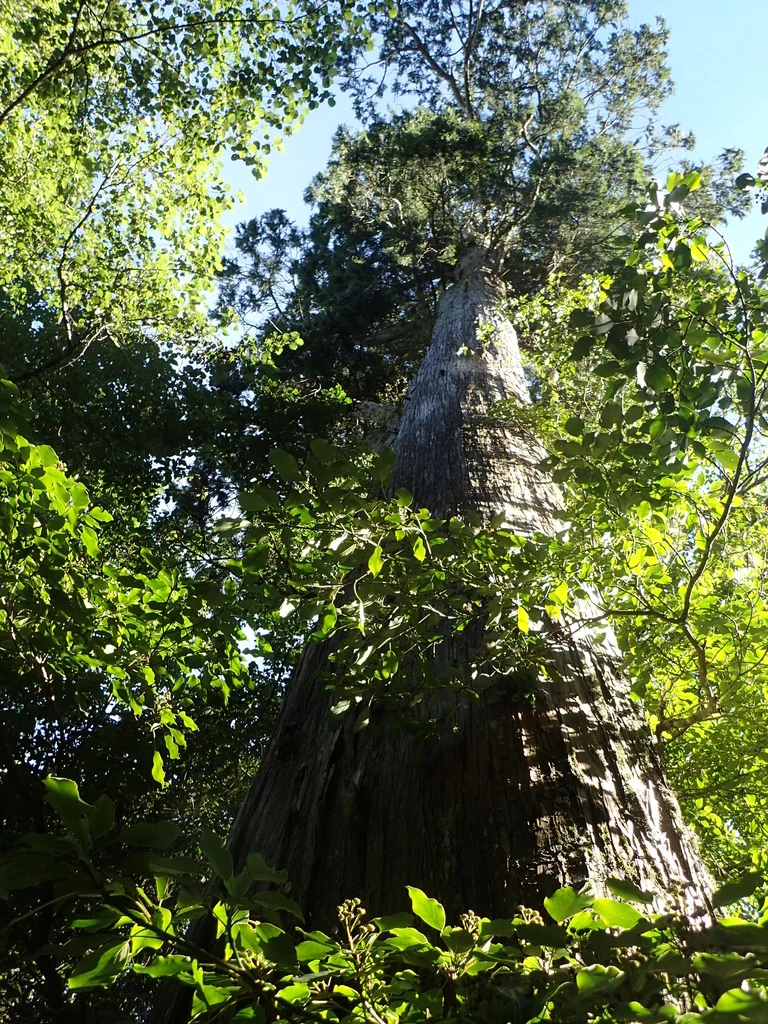 Chamaecyparis Obtusa
