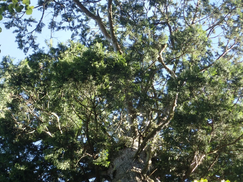 Chamaecyparis Obtusa