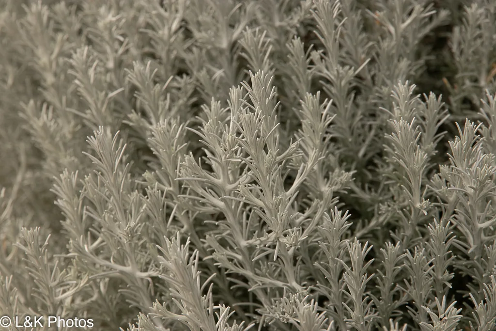 Calocephalus Brownii