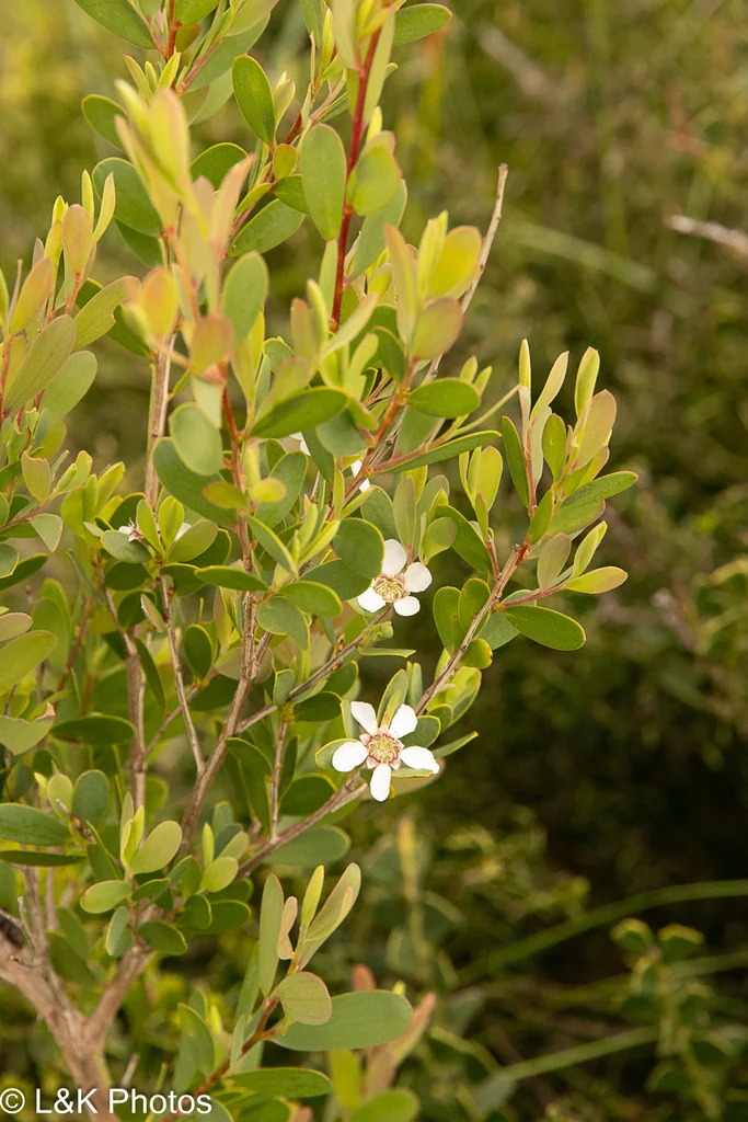 Leptospermum Laevigatum