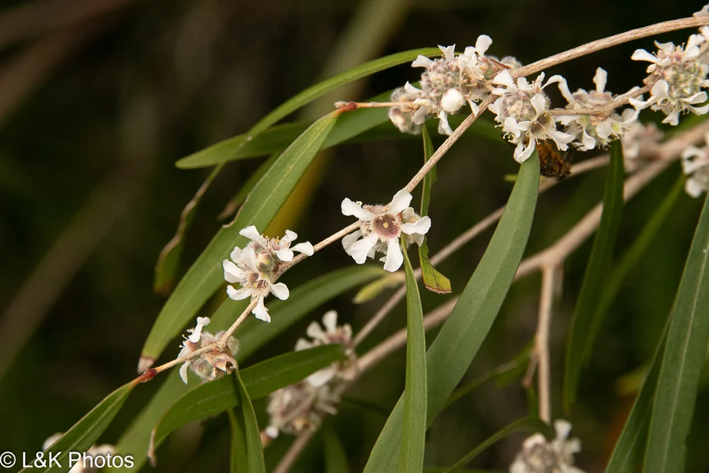 Agonis Flexuosa