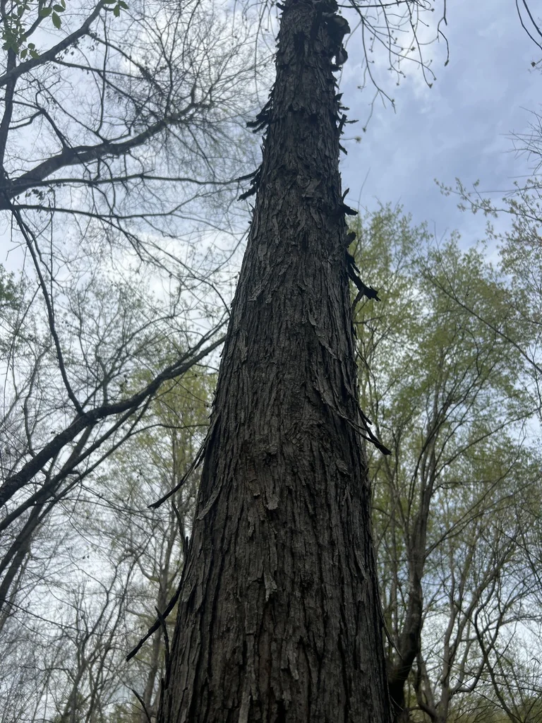 Carya Laciniosa