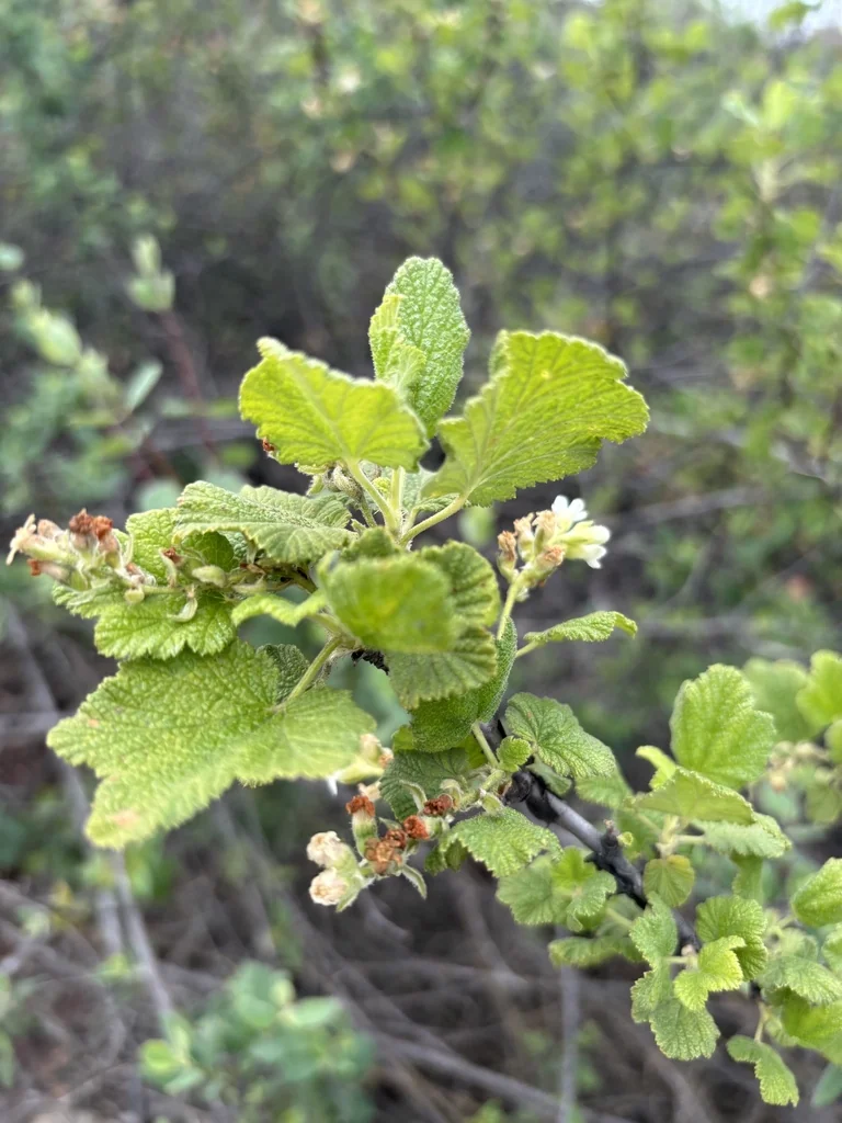 Ribes Indecorum