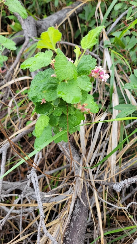 Ribes Malvaceum