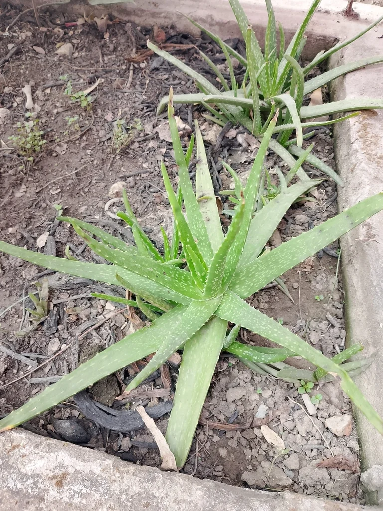Aloe Vera