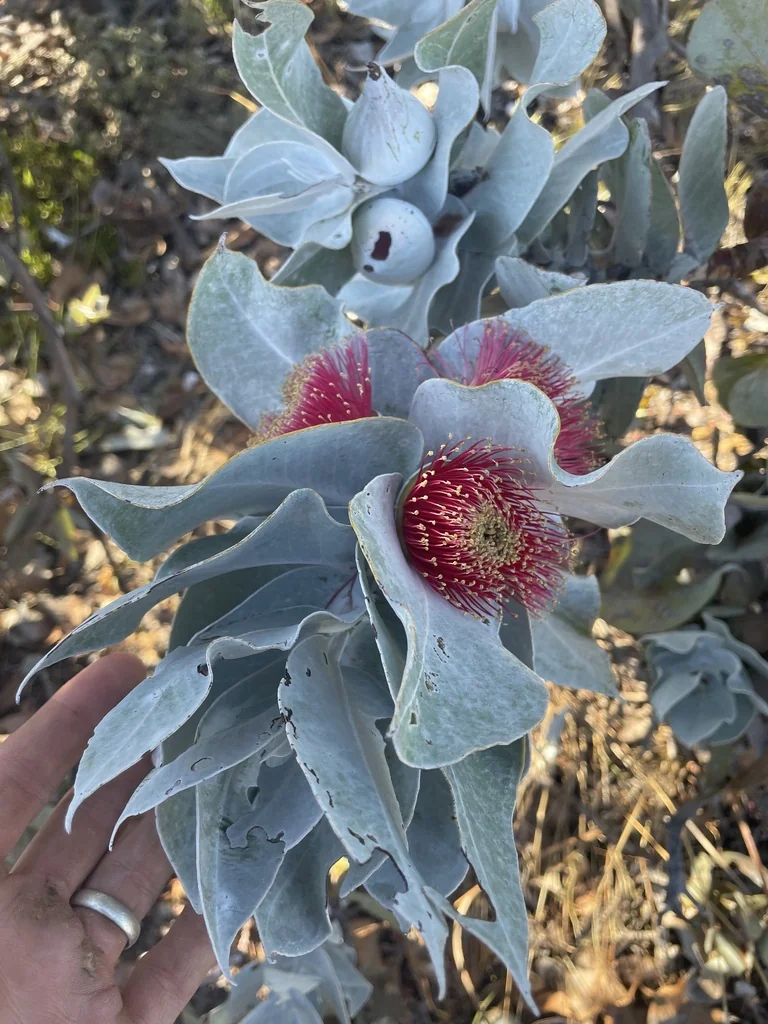 Eucalyptus Macrocarpa