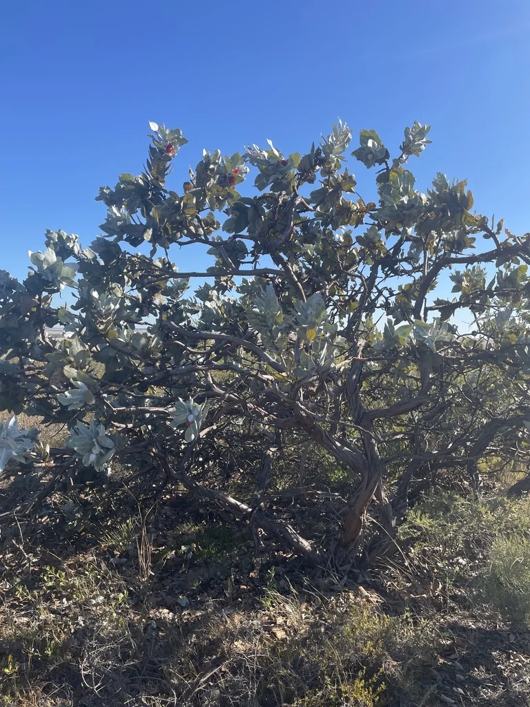 Eucalyptus Macrocarpa