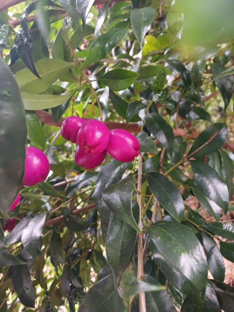Syzygium Paniculatum