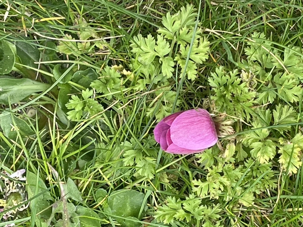 Anemone Coronaria