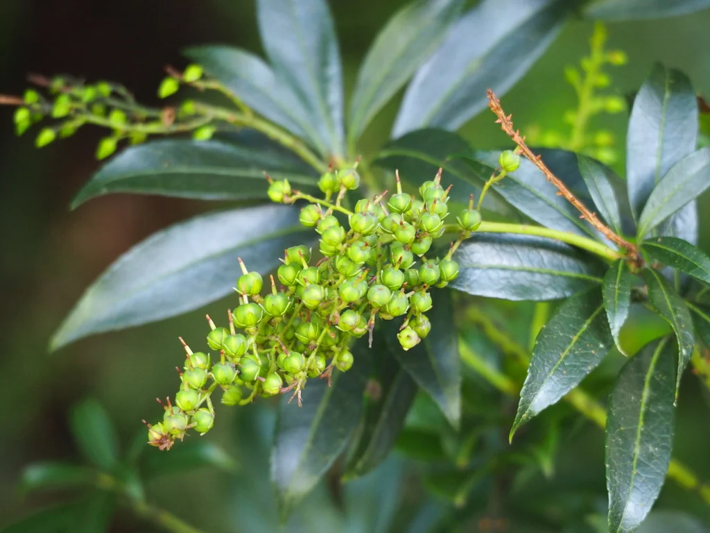 Pieris japonica