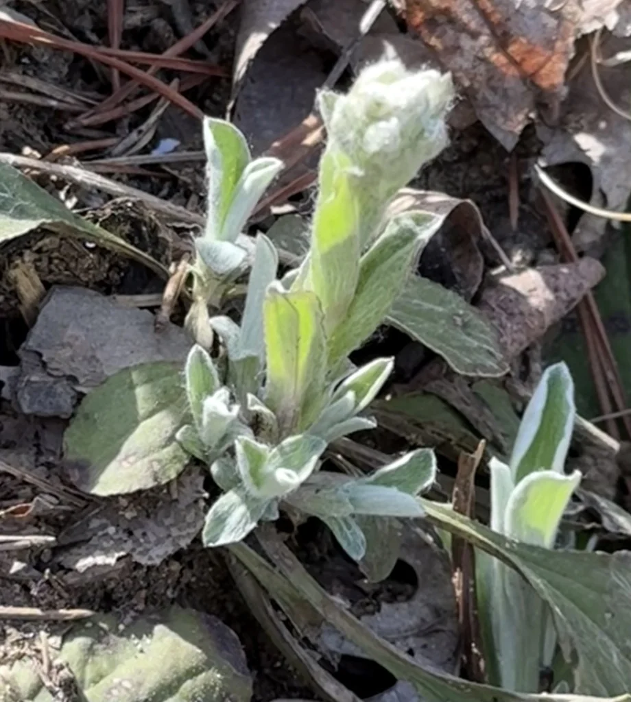 Antennaria Plantaginifolia