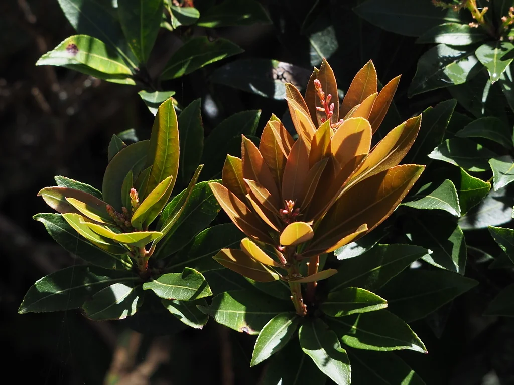 Pieris japonica