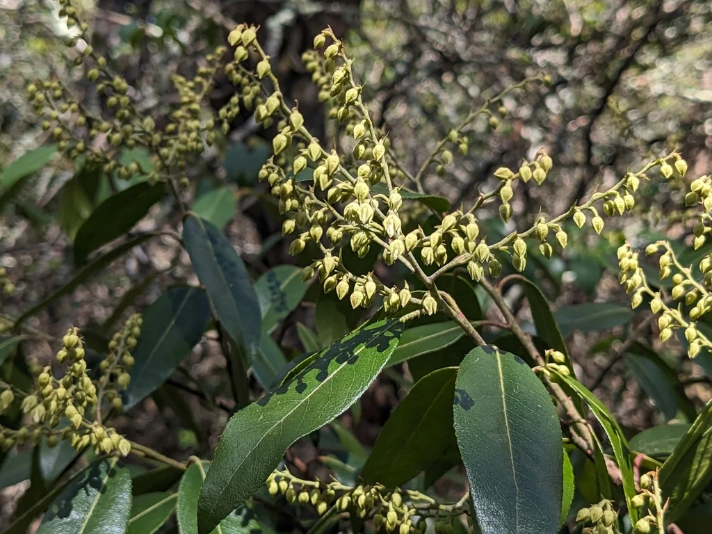 Pieris Floribunda