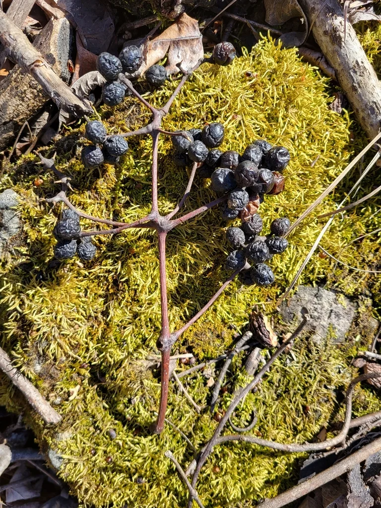 Phellodendron Amurense
