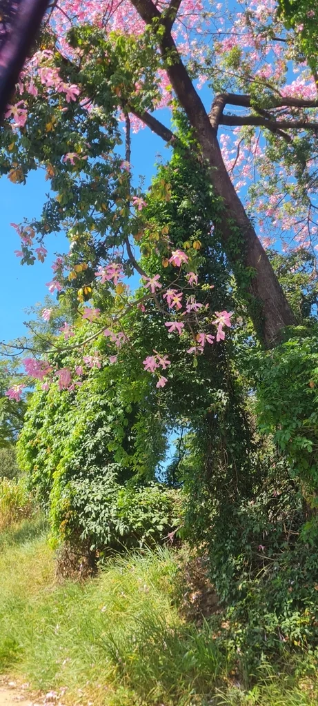 Ceiba Speciosa
