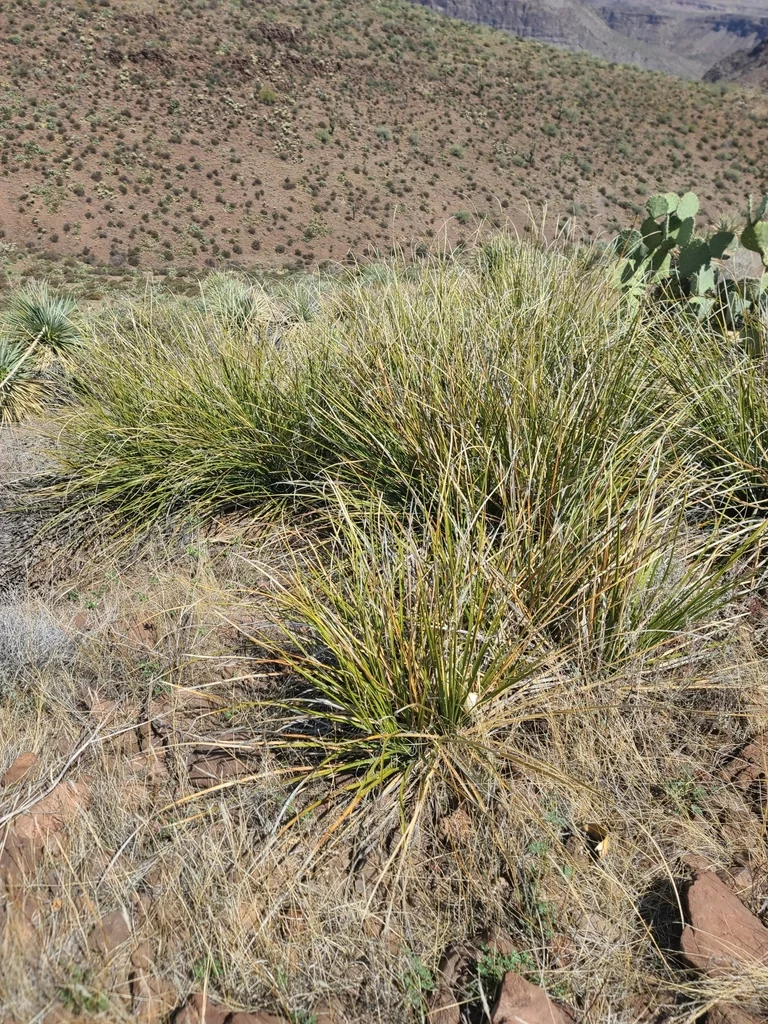 Nolina microcarpa