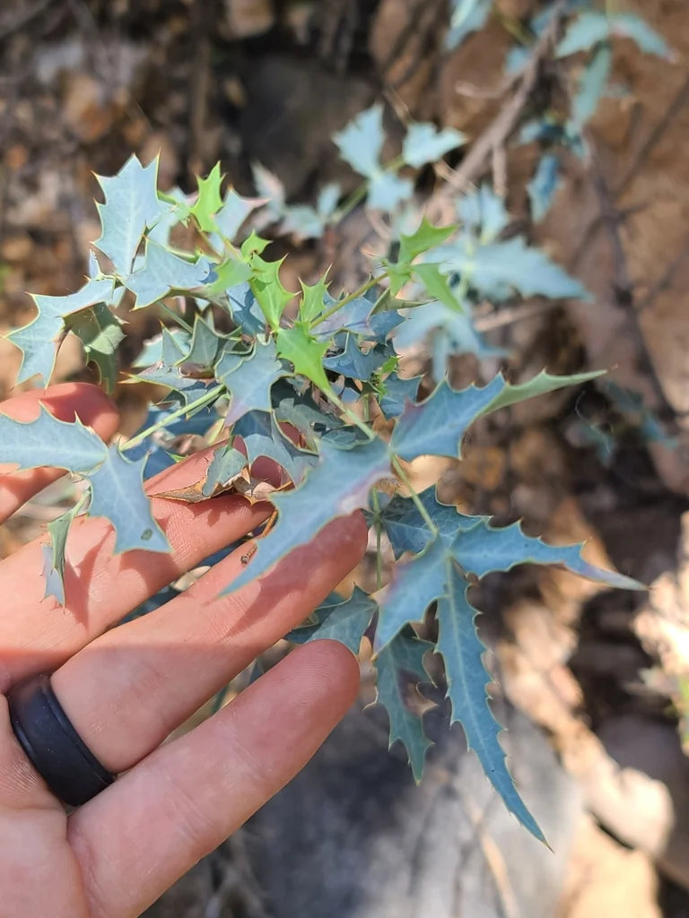 Berberis Haematocarpa