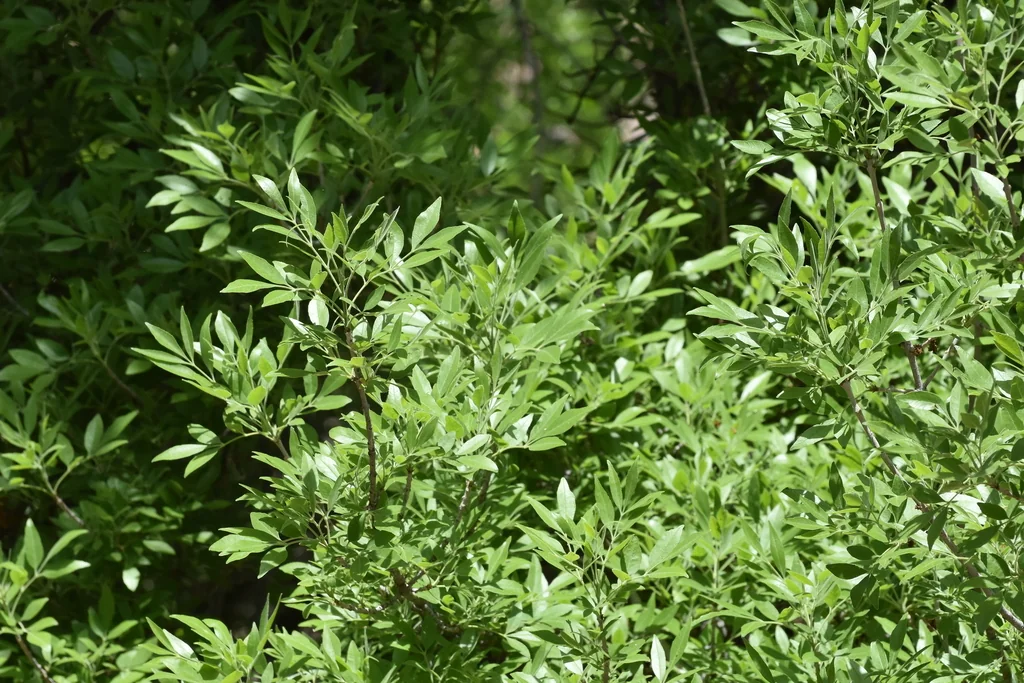Fraxinus Velutina