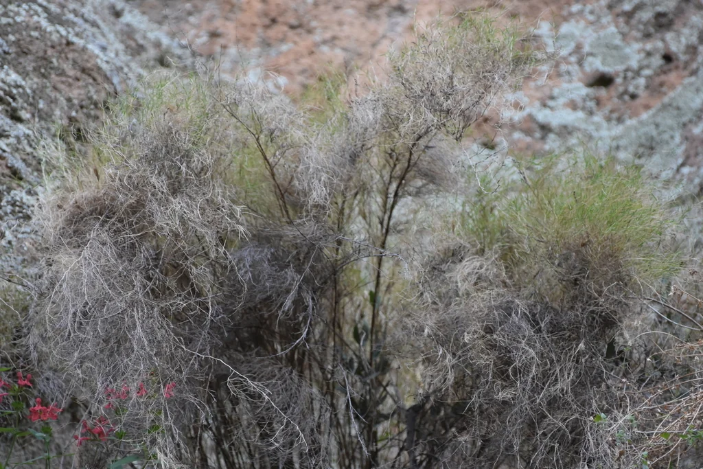 Muhlenbergia Dumosa