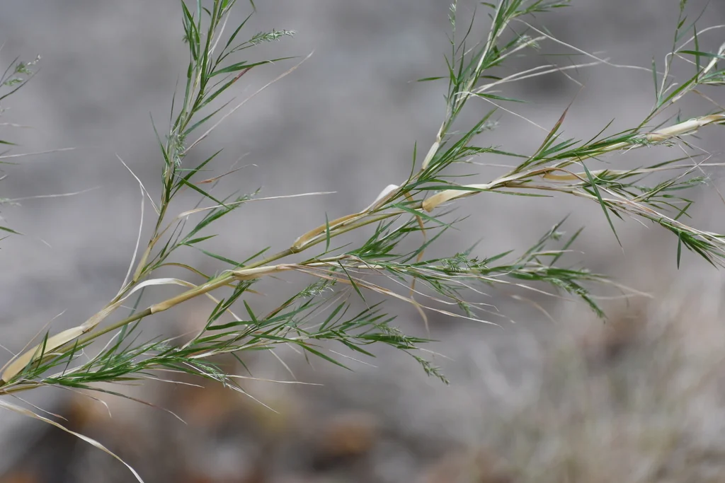 Muhlenbergia Dumosa