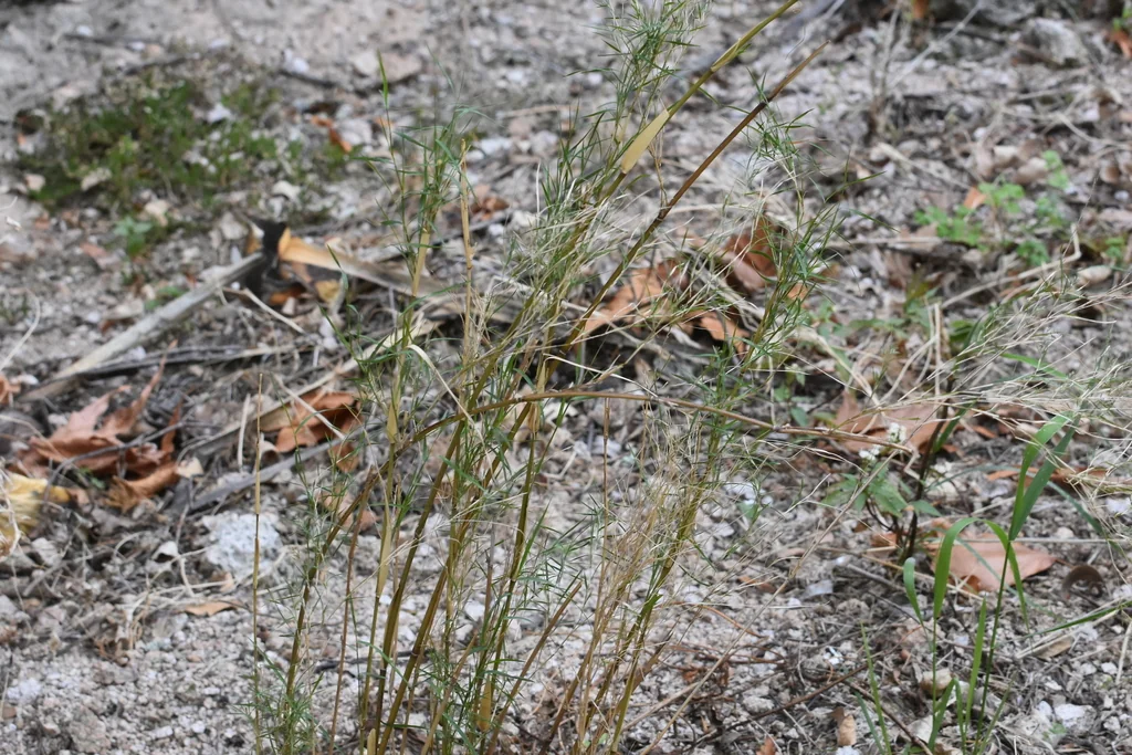 Muhlenbergia Dumosa