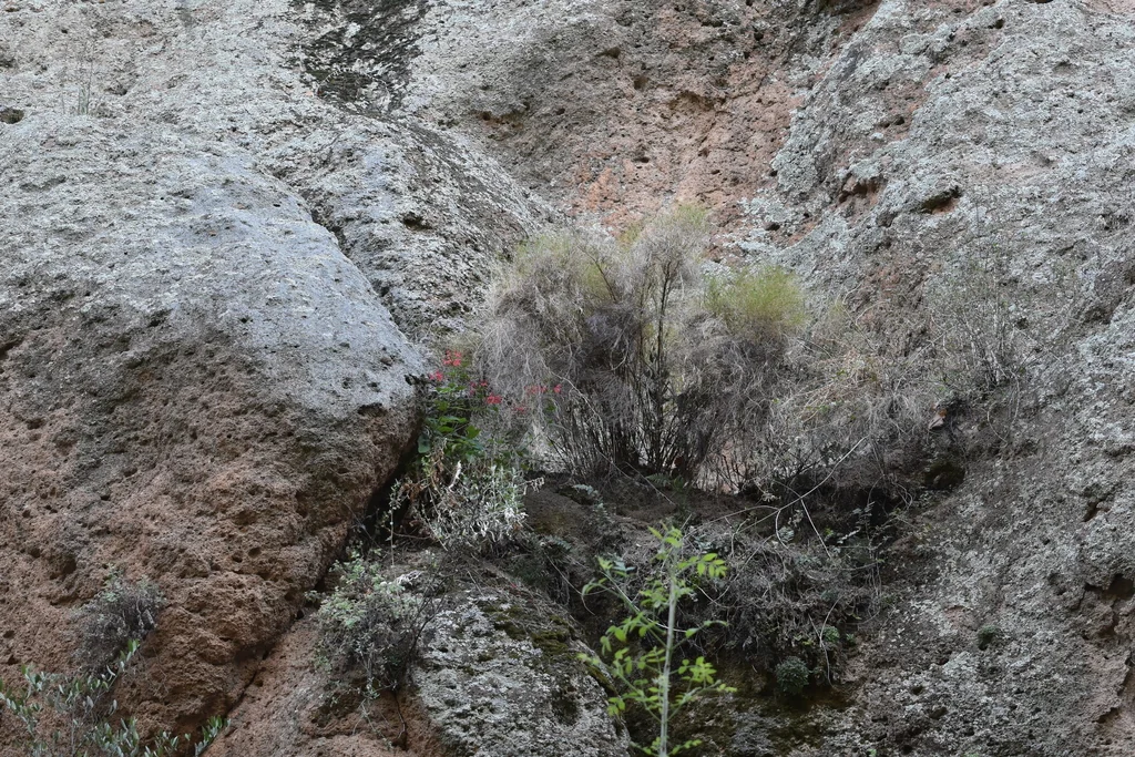 Muhlenbergia Dumosa
