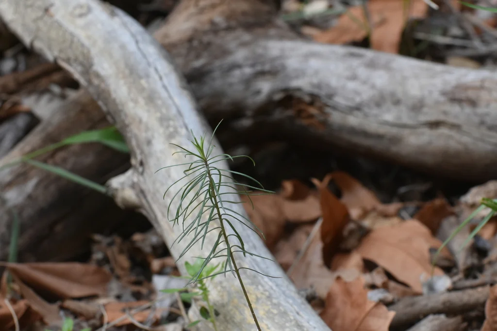 Asclepias Linaria