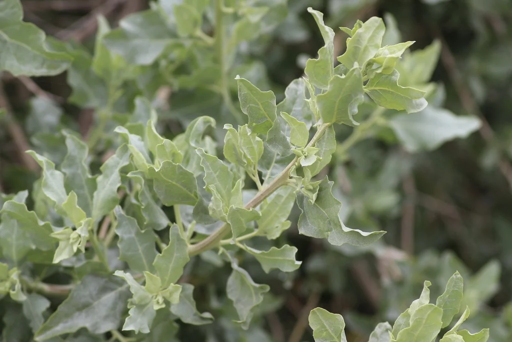 Atriplex Lentiformis