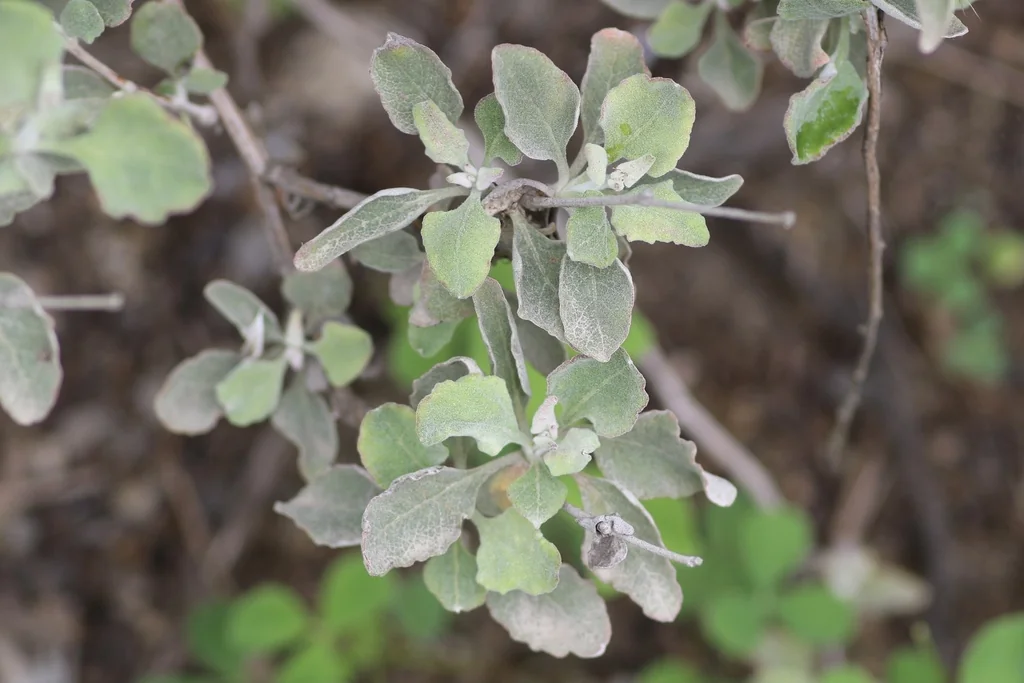 Eriogonum Cinereum