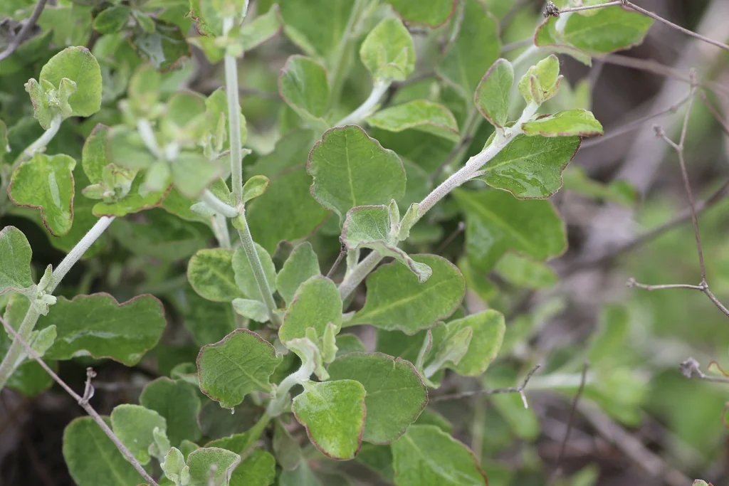 Eriogonum Cinereum