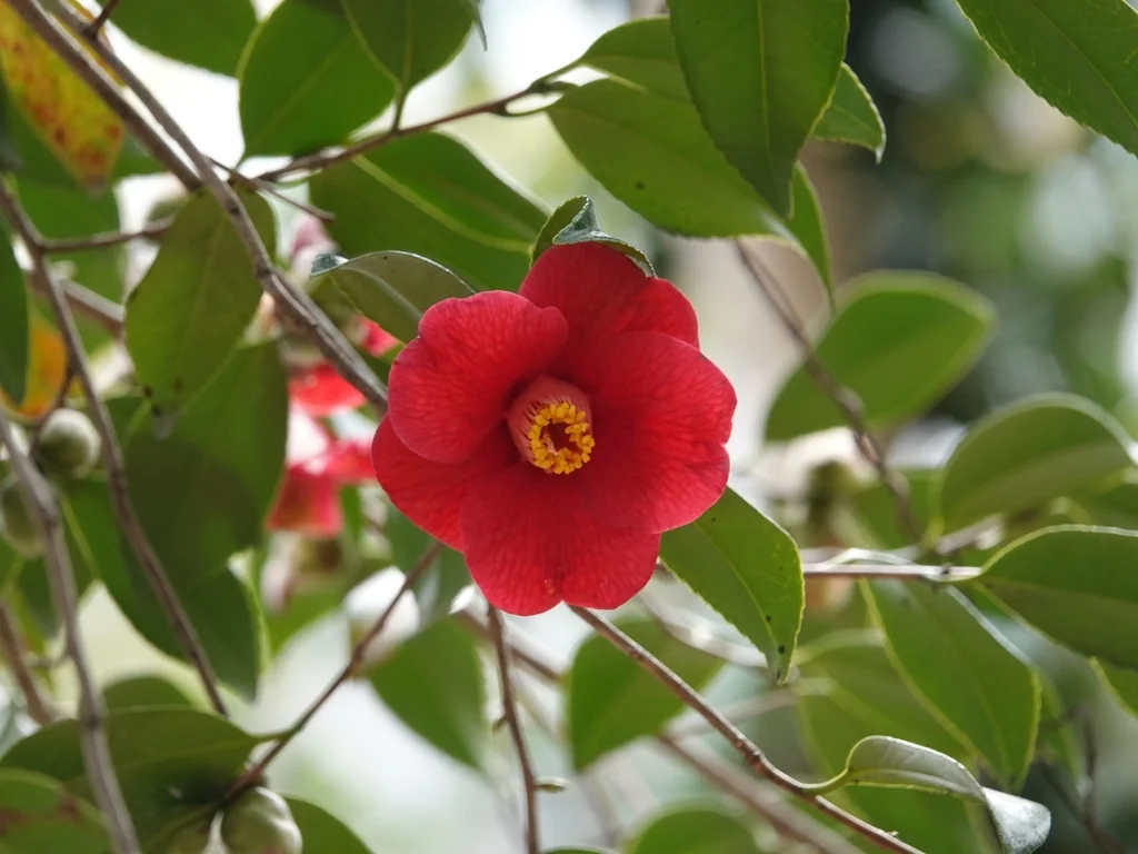 Camellia Japonica