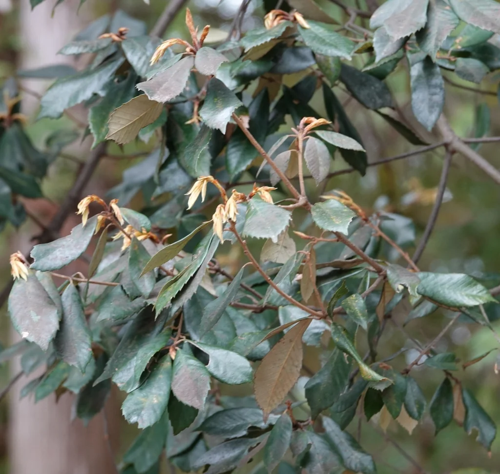 Camellia Japonica