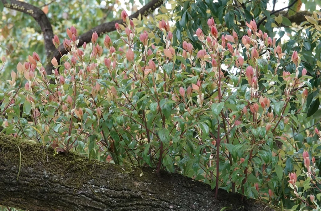 Camellia Japonica