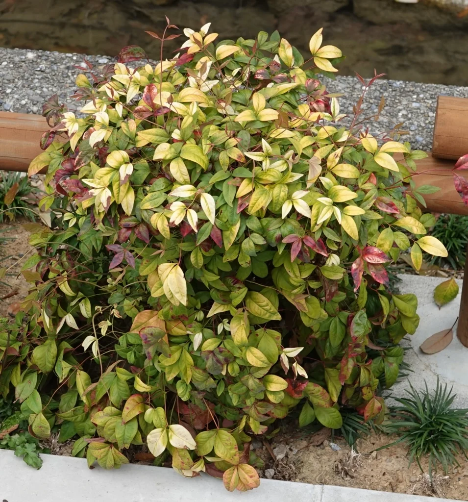 Camellia Japonica