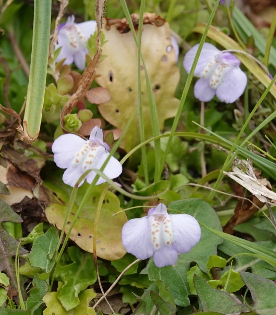 Mazus Reptans