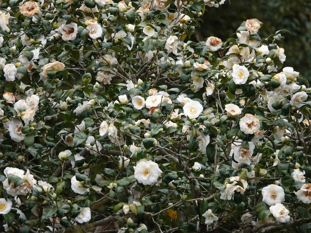 Camellia Sasanqua