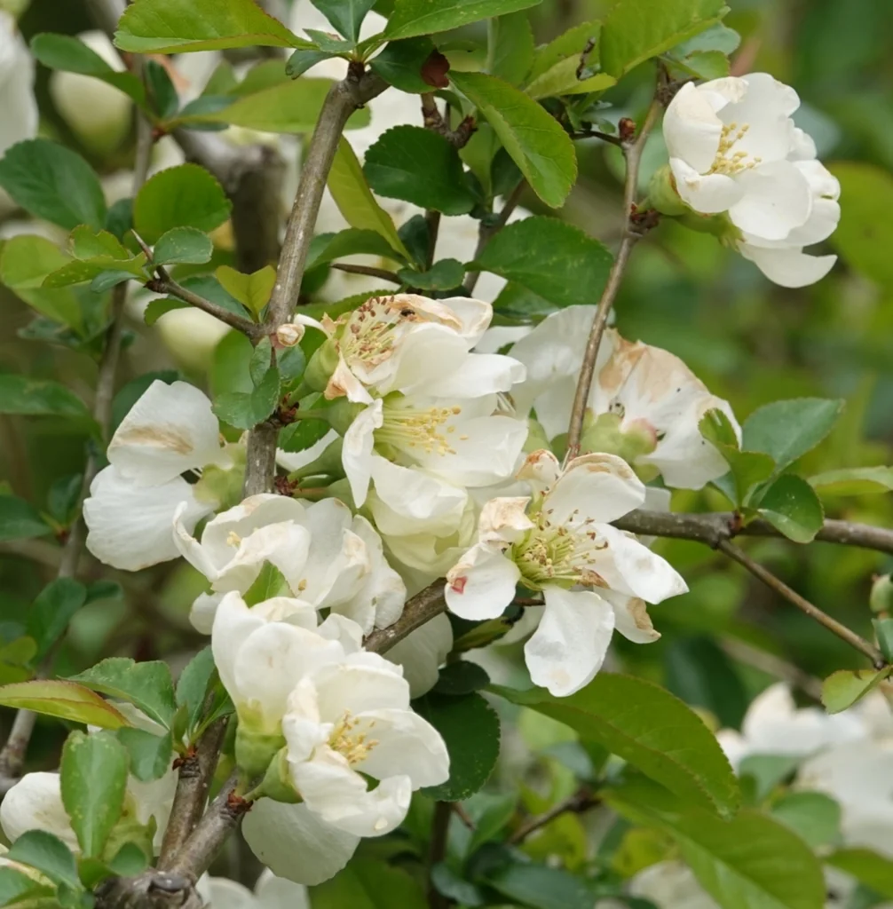 Chaenomeles speciosa