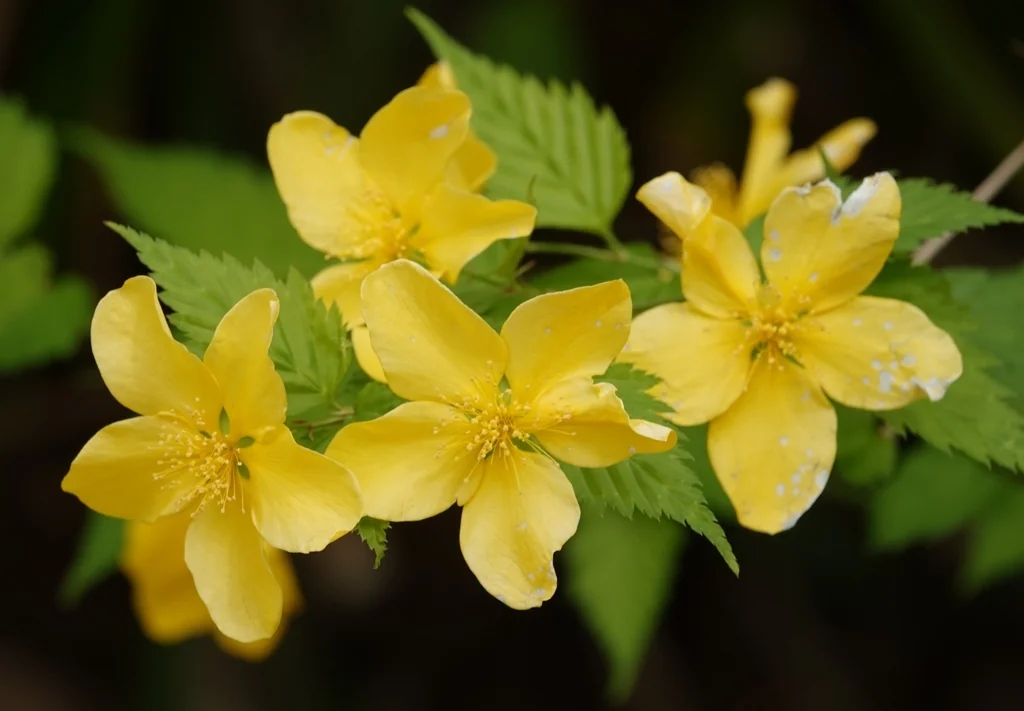 Kerria Japonica