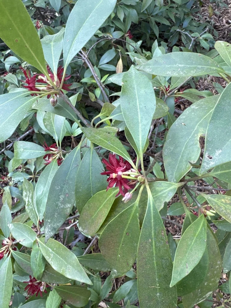 Illicium Floridanum