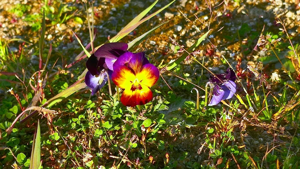 Viola X Wittrockiana
