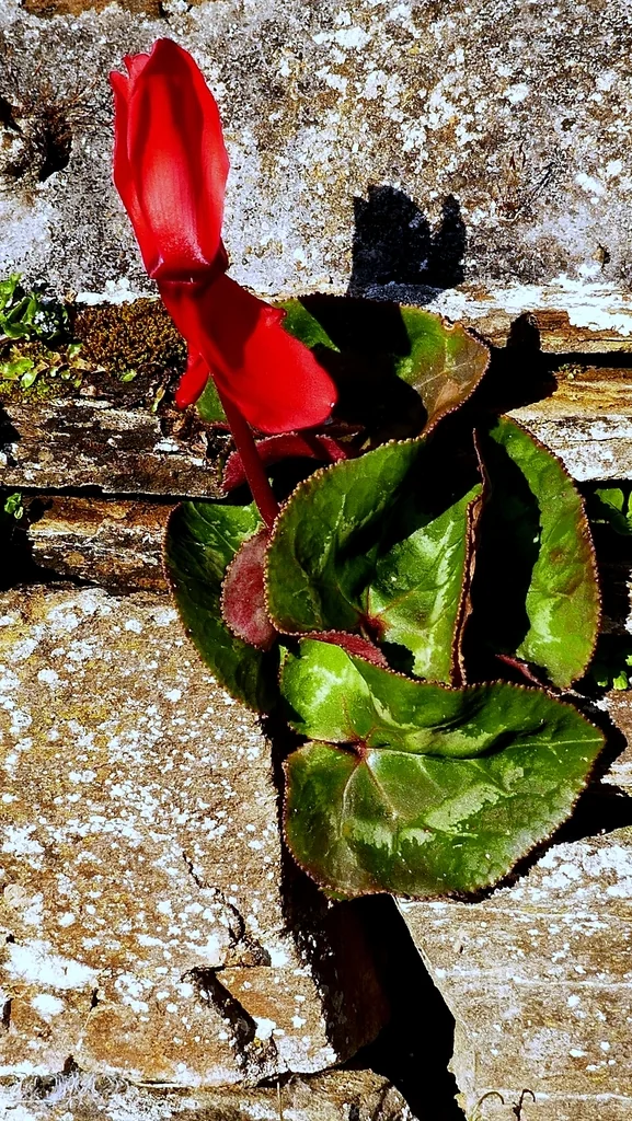 Cyclamen Persicum