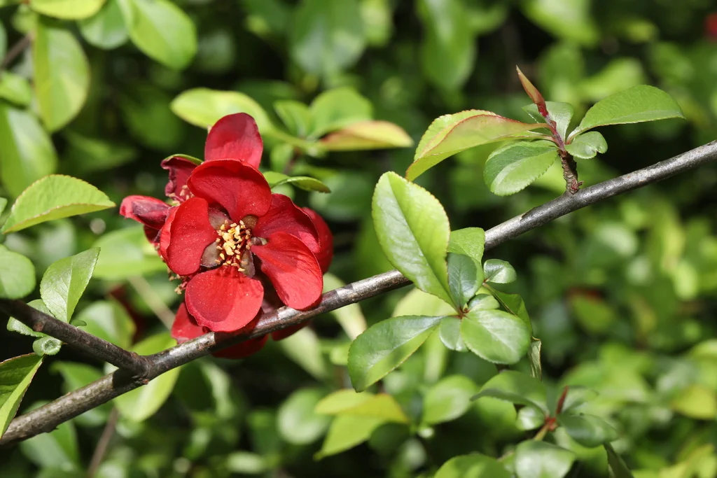 Chaenomeles speciosa