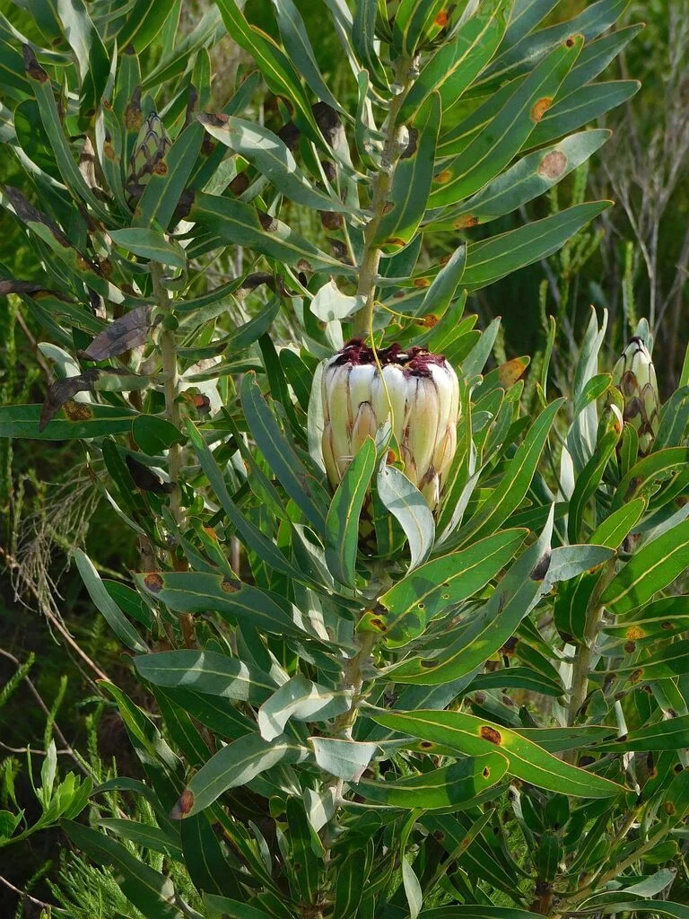 Protea Neriifolia