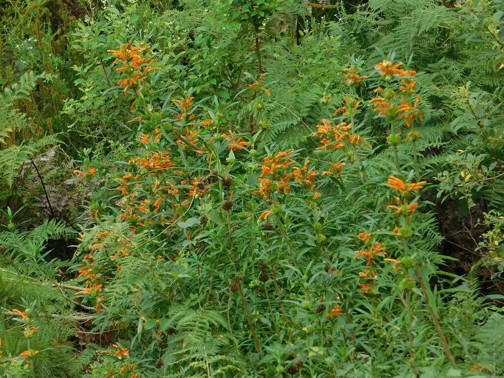 Leonotis Leonurus