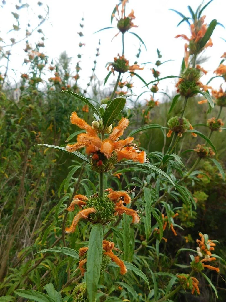 Leonotis Leonurus