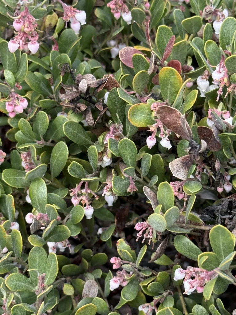 Arctostaphylos Pumila