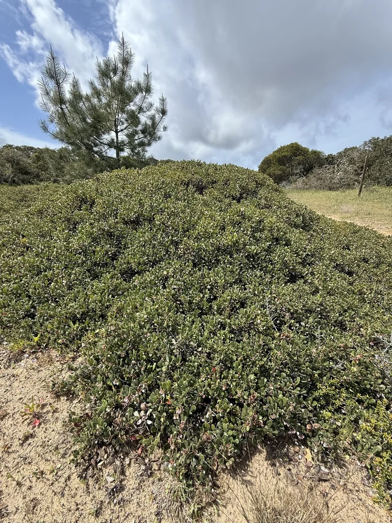 Arctostaphylos Pumila