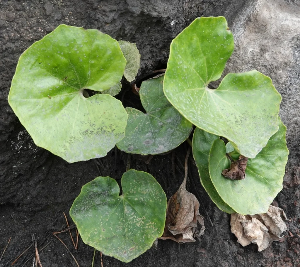 Farfugium Japonicum