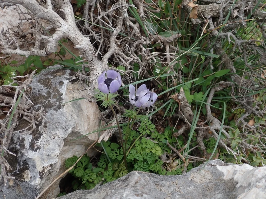 Anemone Coronaria